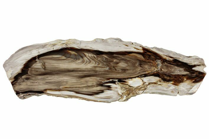Polished Petrified Wood (Bald Cypress?) Slab - Washington #308405